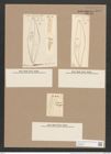 Pleurosigma rhombeum Grun. (de-Toni-Nr.: Genus 13, Species 1034) Zeichnungen Sammlung Grunow Nr. 2092 (NHMW-BOT-W0368962)